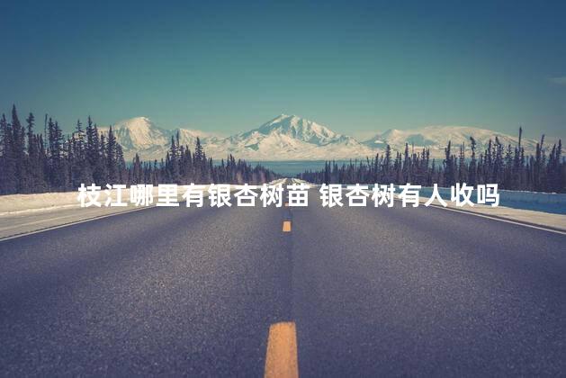 枝江哪里有银杏树苗 银杏树有人收吗